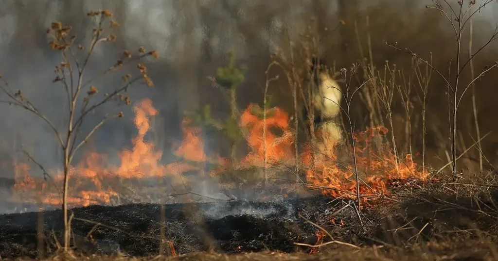 Ілюстративне фото У Харківській області через ворожі обстріли за декілька тижнів знищено тисячі гектарів лісу на порталі Gromada Group