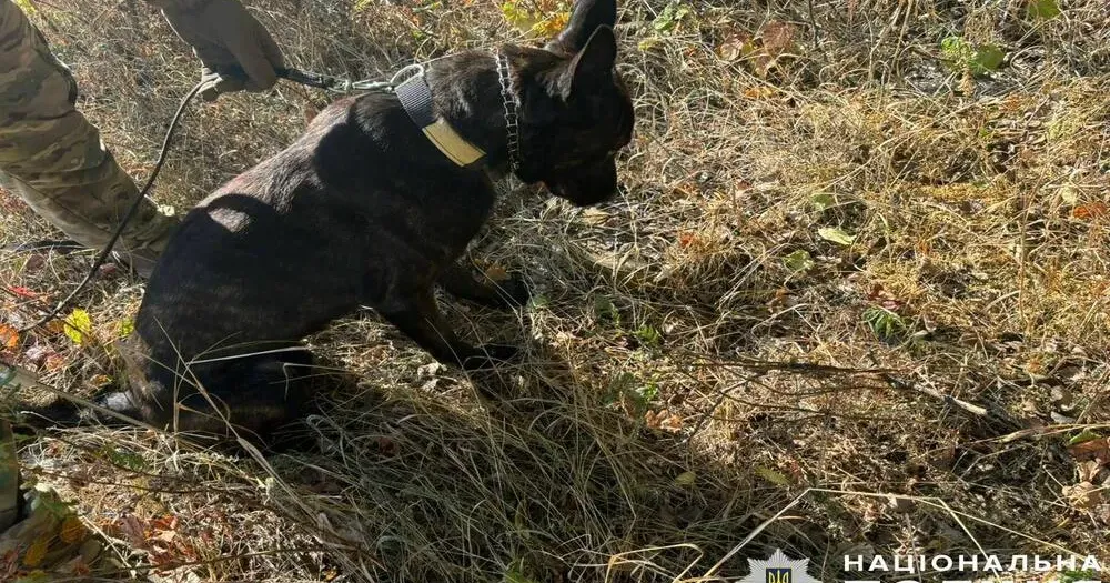 Фото: Національна поліція Чотирилапі сапери з Київщини допомагають розміновувати Харківщину на порталі Gromada Group