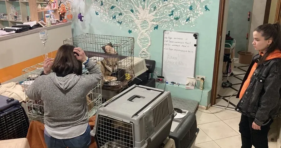 Фото з соцмереж зооволонтерів Евакуація: як зооволонтери рятують тварин із зони бойових дій на Харківщині на порталі Gromada Group
