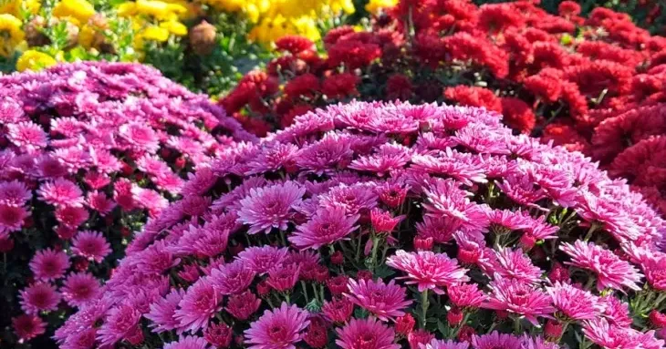 Фельдман Екопарк пережив жахливі часи під час війни, але життя відроджується попри усі біди та негаразди. Чарівне свято, якого так бракувало, за доброю традицією почнеться 1 жовтня.
