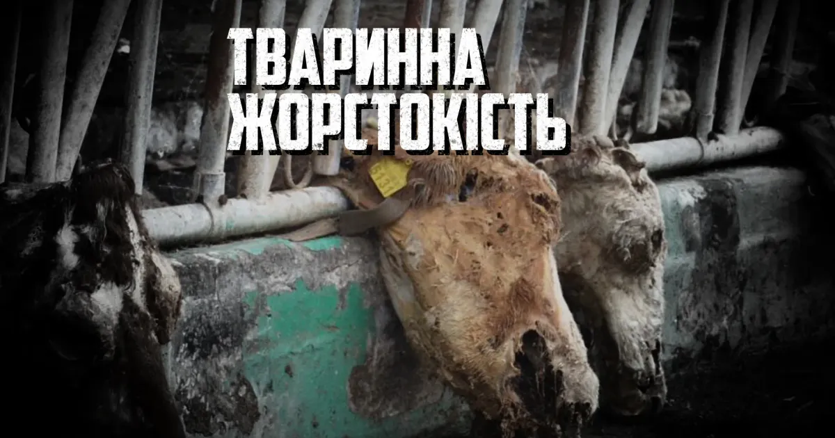 Тваринна жорстокість У Харківській області російські загарбники масово вбивали не тільки людей, а й тварин. На фермі в селищі Мала Рогань від їхніх дій загинуло понад 70 корів, а в селі Шестакове – понад 2 тисячі! Найбільше молочне підприємство Слобожанщини, розташоване за 20 км від кордону, росіяни почали обстрілювати з перших днів війни з "Градів", мінометів, бомбити з літаків. Частина трупів тварин досі залишається під завалами.