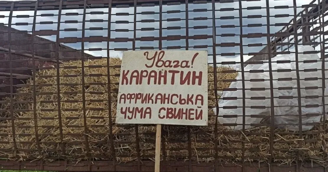 Фото з відкритих джерел Випадок африканської чуми свиней зареєстровано на Харківщині у Вільхівській громаді.
